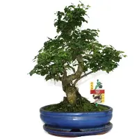 Exotenherz Bonsai di Ligustro cinese (Ligustrum sinensis) - circa 10 anni