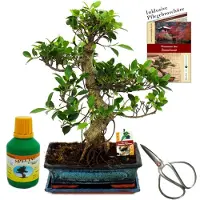 Exotenherz Bonsai cinese. Ficus retusa (Feigenbaum), circa 12-15 anni, vaso da 30 cm. Set regalo con forbici e fertilizzante