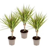 Exotenherz Dracaena marginata bicolor – Set di 3 piante