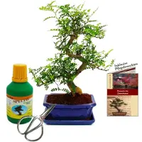 Exotenherz Bonsai - Zanthoxylum piperitum - circa 8 anni - Set regalo con fertilizzante e forbici