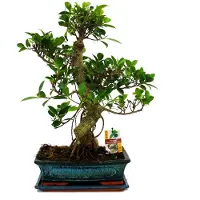 Exotenherz Bonsai di Ficus retusa (fico cinese) - età approssimativa: 12-15 anni