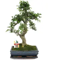 Exotenherz Bonsai di ulmo cinese - Ulmus parviflora - circa 12-15 anni