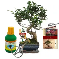 Exotenherz Set regalo bonsai "Ficus" - Albero di Ficus cinese - circa 6 anni - Set per principianti