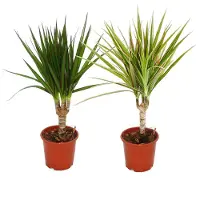 Exotenherz Set di 2 diversi alberi del drago - Dracaena marginata + Dracaena marginata Bicolor