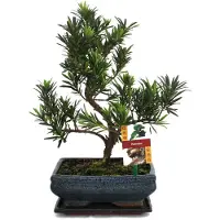 Exotenherz Bonsai di Steineibe - Podocarpus macrophyllus - circa 8 anni