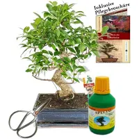 Exotenherz Bonsai cinese. Ficus retusa "Feigenbaum", circa 10 anni, vaso da 25 cm. Set regalo con forbici e fertilizzante