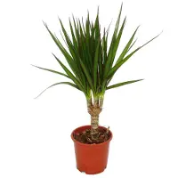 Exotenherz Dracena marginata - 3 piante - pianta da interno facile da curare - palma