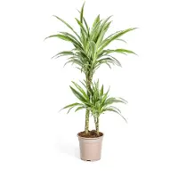 Exotenherz Dracena - Giglio di drago - Dracaena deremensis "White Stripe" - altezza 70-90 cm