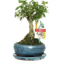 Exotenherz Bonsai cinese. Ligustro - Ligustrum sinensis - circa 6 anni - forma sferica