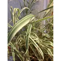 Brandless 6 x Phalaris Arundinacea 'Picta' - Erba canaria in vaso 9x9cm