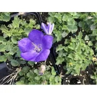 Brandless 6 x Campanula carpatica 'Blaue Clips' - Lampada da giardino di 9x9 cm