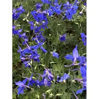 Brandless 6 xDelphinium (b) 'Všlkerfrieden' Ð Delphinium in vaso 9x9 cm+D34