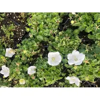 Brandless 6 xCampanula Carpatica 'White Clips' - campanula carpatica in vaso 9x9 cm