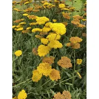 Brandless 6 x Achillea 'Coronation Gold' - Achillea in vaso 9 x 9 cm