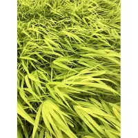 Brandless 6 x Hakonechloa macra 'All Gold' - Erba di montagna giapponese in vaso 9x9 cm