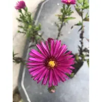 Brandless 6 x Aster Dumosus 'Jenny' - Aster autunnale in vaso 9x9 cm