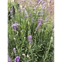 Brandless 6 x Lavandula angustifolia 'Munstead' - Lavandel in vaso 9 x 9 cm