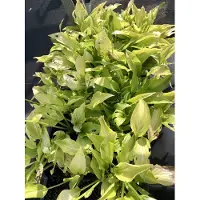 GRDplanten 6 x Hosta hybr. 'Royal Standard' - Diffusa - Topf 9 x 9 cm