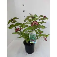 GRDplanten 6 x Leycesteria formosa - Schöne Leycesterie - Topf 9 x 9 cm