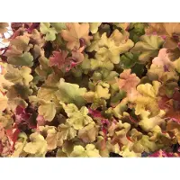 GRDplanten 6 x Heuchera 'Caramel' - Campanula viola - vaso 9x9 cm
