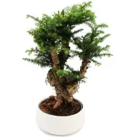 Exotenherz Bonsai da interno Araucaria cunninghamii abete da interno Nuova Guinea araucaria circa 65 cm di altezza 26 cm ciotola in Vetroceramica bianca