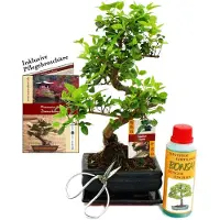 Exotenherz Set regalo bonsai "Ligustrum" - Ligustro cinese - circa 6 anni - Set per principianti