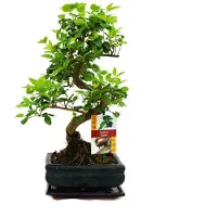 Exotenherz Bonsai di ligustro cinese (Ligustrum sinensis) - circa 6 anni