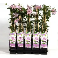 Blumen-Senf Clematide Hagley Hybrid 60-80 cm pianta rampicante