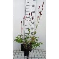 GRDplanten 6 x Sanguisorba off. prugnolo" - Pimpinelle - Vaso 9 x 9 cm
