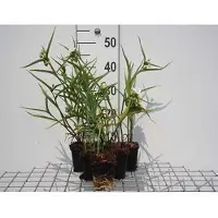 GRDplanten 6 x Tradescantia (a) 'Innocence' - Tradescantia - Vaso 9 x 9 cm