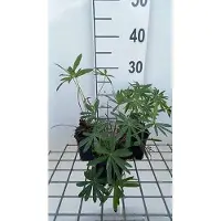 GRDplanten 6 x Lupinus hybr. 'Minarette' - Lupino - vaso 9 x 9 cm