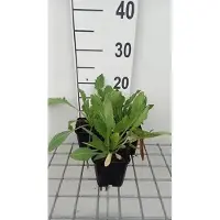 GRDplanten 6 x Gaillardia 'Maxima Aurea' - Fiore di coccarda - vaso 9 x 9 cm
