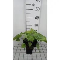 GRDplanten 6 x Brunnera macr. 'Alexander's Great' - Vergissmeinnicht caucasica - Topf 9 x 9 cm