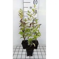 GRDplanten 6 x Phlox (p) 'Fujiyama' - Fiore di fiamma - vaso 9 x 9 cm