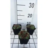 GRDplanten 6 x Sempervivum hybr. 'Silvery carnelian' - Radice di casa - vaso 9 x 9 cm