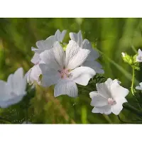 GRDplanten 6 x Malva moschata - Malva - vaso 9 x 9 cm