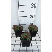 GRDplanten 6 x Sempervivum hybr. 'Commander Hay' - Hauswurz - vaso 9 x 9 cm