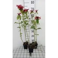 GRDplanten 6 x Monarda hybr. 'Gardenview Scarlet' - Ortica indiana - vaso 9 x 9 cm