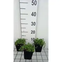 GRDplanten 6 x Sedum album - foglia grassa - vaso 9 x 9 cm