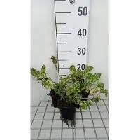 GRDplanten 6 x Lamium mac. 'Shell Pink' - Ortica morta - Vaso 9 x 9 cm