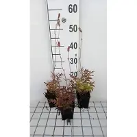 GRDplanten 6 x Sanguisorba off. rosa Tanna' - Pimpinelle - Vaso 9 x 9 cm