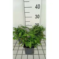 GRDplanten 6 x Adiantum ped. 'Imbricatum' - Fiederspaltiger Venusaarfarn 'Imbricatum - Topf 9 x 9 cm