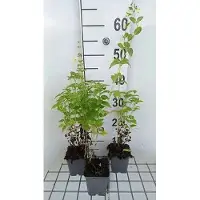 GRDplanten 6 x Nepeta govaniana - Erba gatta - vaso 9 x 9 cm