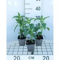 GRDplanten 6 x Monarda hybr. 'Beauty of Cobham' - Ortica indiana - vaso 9 x 9 cm
