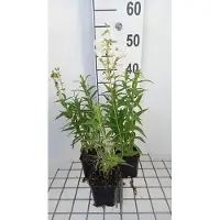 GRDplanten 6 x Penstemon hybr. 'White Bedder' ('snowstorm') - Filo di barba - Vaso 9 x 9 cm