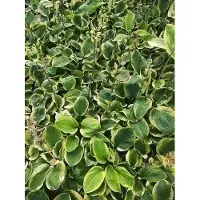 GRDplanten 6 x Hosta hybr. 'Carnival' - Hosta - vaso 9 x 9 cm