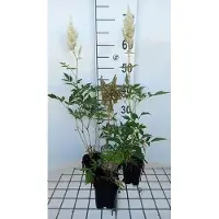 GRDplanten 6 x Astilbe (a) 'Weisse Gloria' - magnifica spirea - vaso 9 x 9 cm