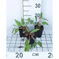 GRDplanten 6 x Persicaria ampl. 'Taurus' - Nodo delle candele - vaso 9 x 9 cm