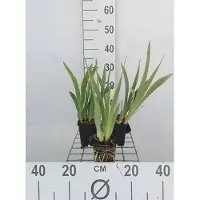 GRDplanten 6 x Iris (pum.) 'Cherry Garden' - Iris - vaso 9 x 9 cm