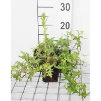 GRDplanten 12 x Hedera helix 'Sagittifolia' - Edera 'Sagittifolia' - Vaso 9 cm x 9 cm